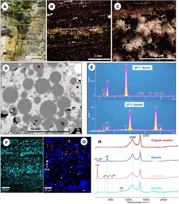 Biotic and abiotic processes in Ediacaran spheroid formation